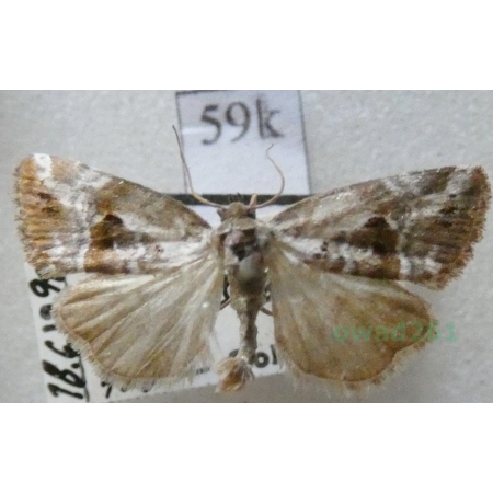 Elaphria venustula (Hübner, 1790) Pominka powabna Czech59k